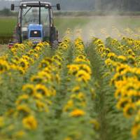 Farmer Teruhiko Sasaki poses in his sunflower field in Iwamizawa, Hokkaido, in July 2012. Farmers have expressed mixed reactions to U.S. President Donald Trump’s decision to pull out of the Trans-Pacific Partnership trade pact. Farmers mixed on Trump's pullout from TPP
