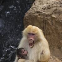Sahara, a rare red-haired female Hamadryas Baboon, holds a 3-week-old dark-furred baby in the Ramat Gan Safari Park near Tel Aviv in 2015. A new study in France shows that baboons can make human-like vowel sounds, and its authors say the discovery could help scientists better understand the evolution of human speech. The study was published in the journal Plos One on Wednesday by a team of scientists. Baboons yak 'wahoo,' make vowel-like sounds like humans, suggesting speech may date back 25 million years