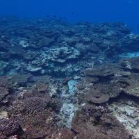 Coral bleaching is seen in the Sekiseishoko area between Ishigaki and Iriomote islands in Okinawa Prefecture in November. 70% of coral in Okinawa's Sekiseishoko area dead, survey shows