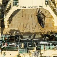 This handout photo released by Sea Shepherd Global on Sunday allegedly shows an image taken from a helicopter of a minke whale onboard the Nisshin Maru, part of the Japanese whaling fleet, in Antarctic waters. Australia disappointed by Japan's whale hunt in Southern Ocean