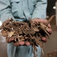 A worker at a biomass plant displays a sample of wood chips. The Electric Power Development Co. is looking to use more woody biomass as well as build its first major power plant that burns natural gas. J-Power aims to burn more natural gas and wood as Abe fights climate change