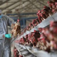 A quarantine researcher inspects a chicken at a poultry farm in Xiangyang, China, on Feb. 3. Chinese death toll from bird flu soared to 79 in January