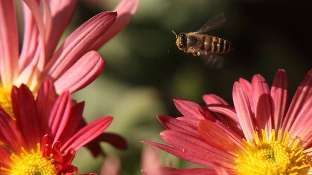 Scientists say 1.4 billion jobs and three-quarters of crops depend on bees and other pollinators. Beleaguered bees hit by 'deformed wing virus'