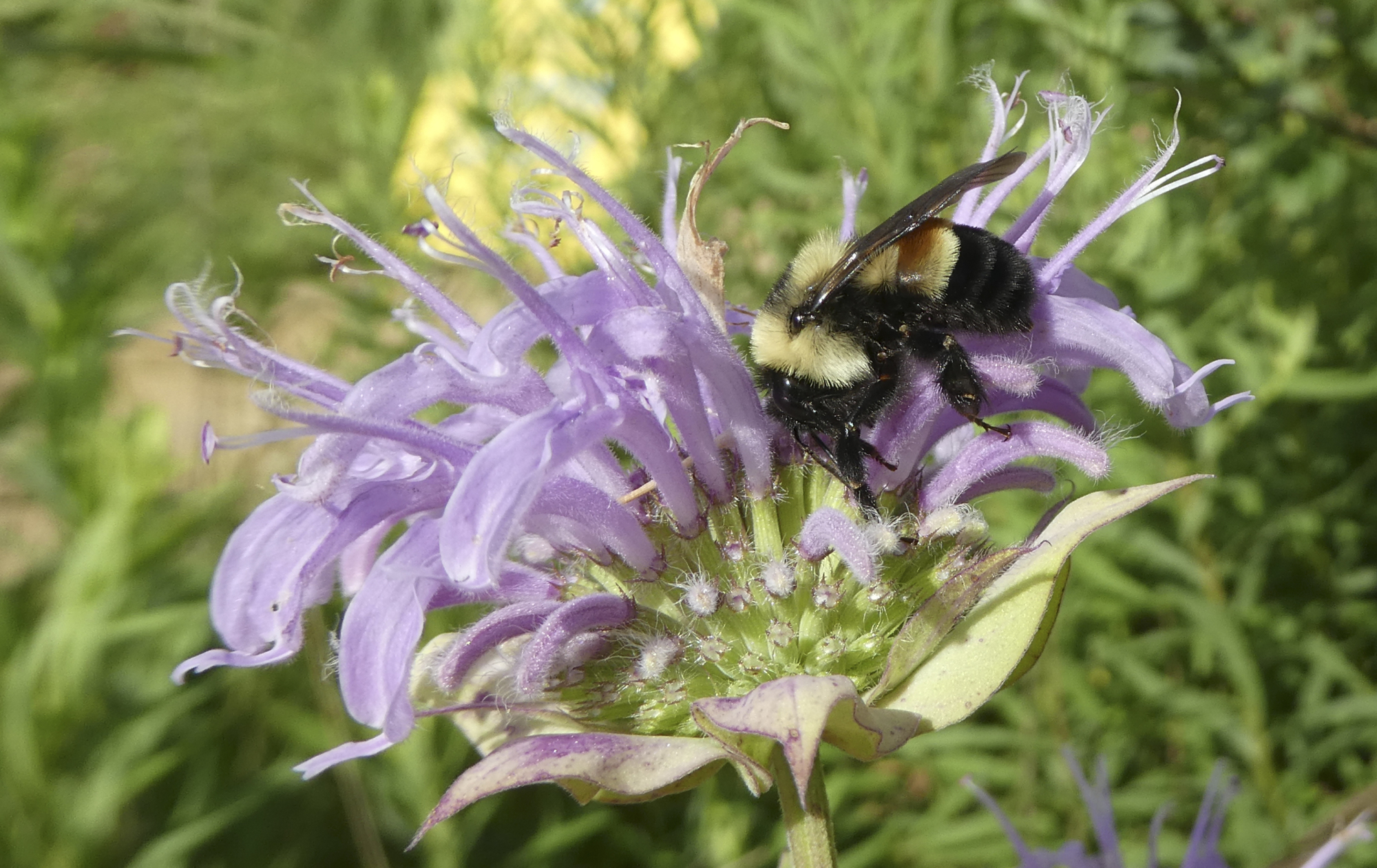 Trump administration delays listing bumblebee as endangered