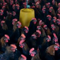 Chickens are seen at a poultry farm outside Hefei, China, in this file photo. Hard to detect, deadly China bird flu virus may be more widespread