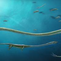 A handout image released by the Nature magazine and obtained on Feb. 9 shows a pregnant Dinocephalosaurus catching a fish. The unusually long-necked marine reptile gave birth to live young 245 million years ago — the only known member of the dinosaur, bird and croc family to not lay eggs, researchers said Tuesday. Dinosaur found that gave live birth, instead of laying eggs, 245 million years ago