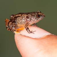 A Vijayans night frog Scientists find new miniature frog species in India