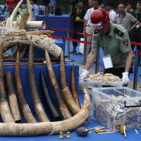 A Chinese government official carries a box of confiscated ivory products at an event held to destroy them in Beijing in May 2015. Domestic ivory market faces tighter curbs, fines as global scrutiny rises