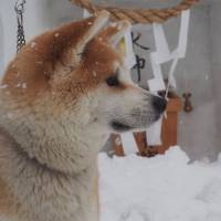 Akitas in Japan give a dog a good name