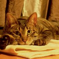 Wild thing: a tabby cat named Raming