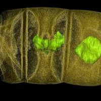 An X-ray tomographic picture of fossil thread-like red algae, tinted to show detail, unearthed in central India may represent the oldest-known plants on Earth, dating from 1.6 billion years ago, according to research published in the journal PLOS Biology in this image released Monday. 1.6-billion-year-old algae fossils called oldest known plant-like life