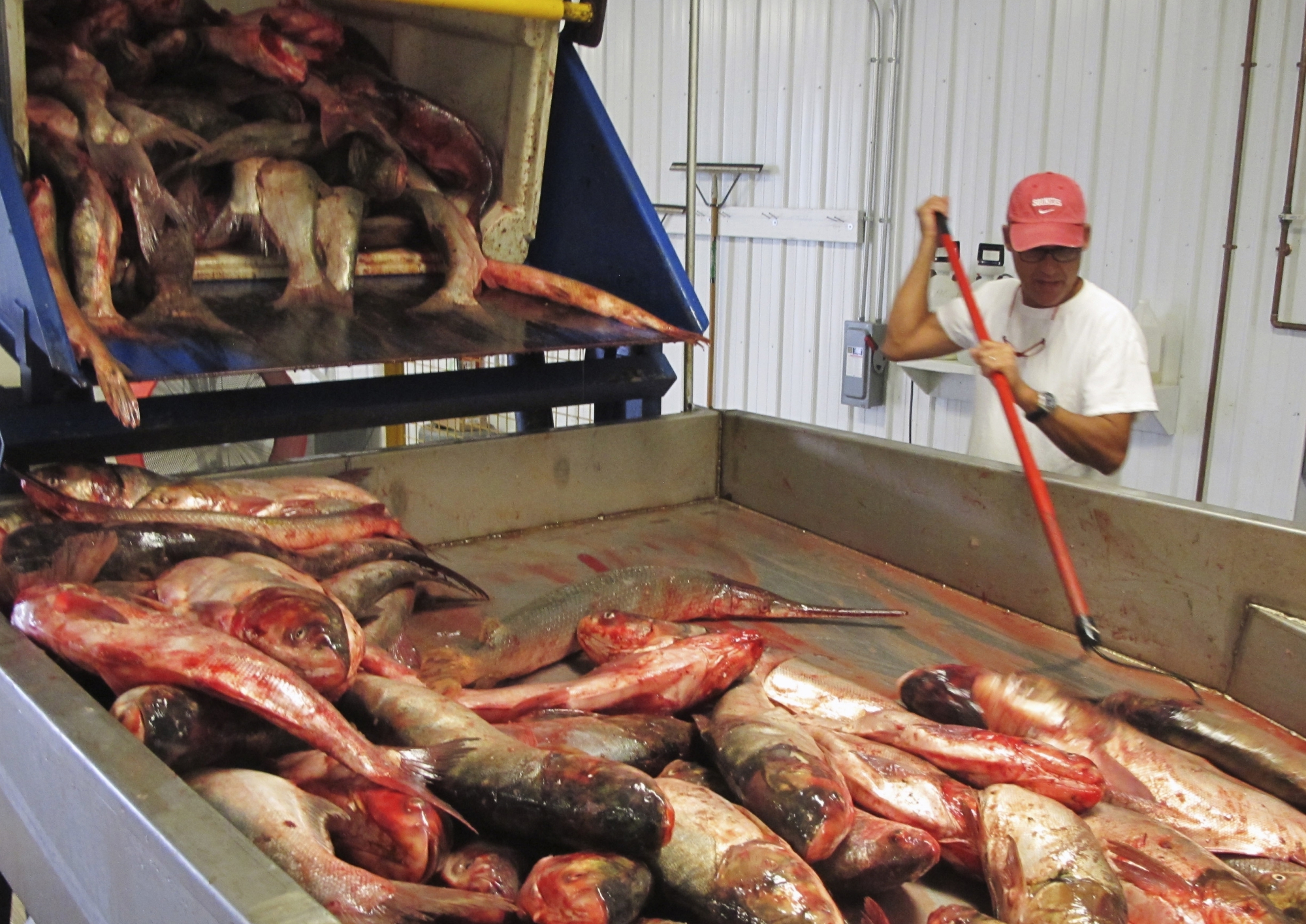 Michigan offers prize in fight to keep ‘highly evolved’ Asian carp out of Great Lakes