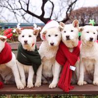 Pet dogs belonging to South Korea’s former President Park Geun-hye are seen in December 2015. South Korea's ex-president hounded over dumped dogs