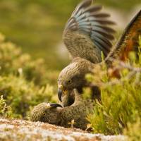 This undated photo shows two kea, a species of New Zealand parrots that researchers found have an infectious laugh. New Zealand kea's 'infectious laugh' calls for other parrots to play