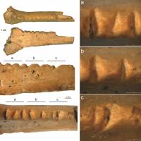 The raven bone carved by Neanderthals discovered in Crimea Decorated bird bone suggests Neanderthals had eye for aesthetics
