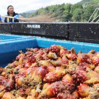 A fisherman in Onagawa, Miyagi Prefecture, disposes of excess farmed sea squirts last August. Signs of hope for Fukushima food producers shut out of overseas markets