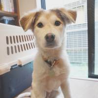 Cuddle me quick: a dog named Tucker