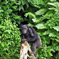 Under threat: Chimpanzees tend to live in densely forested areas and are extremely shy of humans — making their population numbers hard to track. Ebola vaccine created to protect chimps