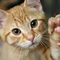 Paw favor: In the Bonus Dialogue, you’ll find the idiom ネコの手も借(か)りたいほど 忙(いそが)しい (to be so busy that you want the cat to lend a hand). Want the cat to lend a paw?: handy Japanese phrases with 'te'