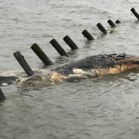 This Monday photo provided by MERR Institute, Inc. shows a dead whale at Port Mahon, Delaware. Federal officials said humpback whales have been dying in unusually large numbers along the Atlantic Coast. NOAA probes unusual spike in humpback whale deaths, many from boat strikes