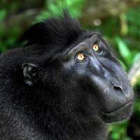 Authorities and activists are stepping up efforts to persuade villagers on Sulawesi island to stop consuming the critically endangered black crested macaque (Macaca nigra). Indonesia's 'selfie monkey' threatened by hunger for its meat