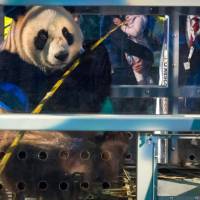 One of the two panda cubs Xing Ya and Wu Wen is pictured as they are introduced to the public in Amsterdam on Wednesday after arriving from China. Dutch panda mania as breeding pair arrive from China