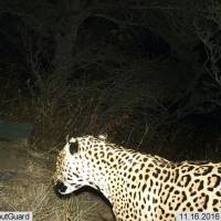 This Nov. 16 photo provided by the U.S. Fish and Wildlife Service shows a Jaguar photographed by a motion-detection camera in the Dos Cabezas Mountains in southern Arizona. The Center for Biological Diversity and U.S. Rep. Raul Grijalva filed what they said is the first federal lawsuit on Wednesday in Tucson against the proposed border wall. Wildlife conservationists said the wall would be detrimental to rare animals such as jaguars and ocelots that are known to traverse the international line. Wildlife conservationists, lawmaker sue over proposed border wall