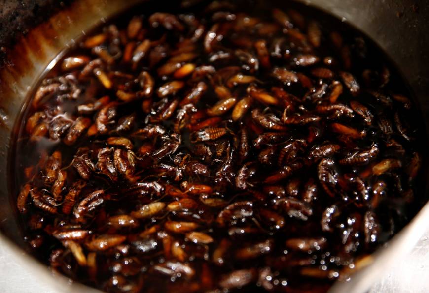 Crickets are cooked in the soup for