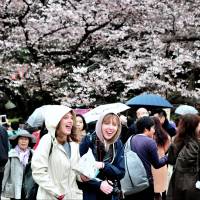 People walk under cherry blossoms in Tokyo’s Ueno Park on Saturday. Parks fill up as nation readies for annual 'sakura' extravaganza