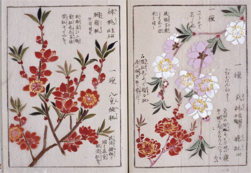 A Fantastic World of Illustrations: Enjoy a Blissful Harmony Between Letters and Pictures! 'Honzo Zufu' (illustrated book of plants), compiled by Iwasaki Kan'en (c.1844) | THE UNAUTHORIZED REPRODUCTION OF THIS IMAGE IS PROHIBITED