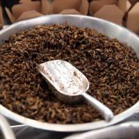 Scrumptious: A bowl full of fried crickets for sale at a market in Sydney. afp-jiji Insect-based cuisine has Australians bugging out