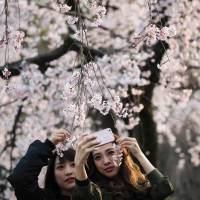 Pretty in pink: ‘Tis the season to see cherry. Let's discuss the cherry blossom season