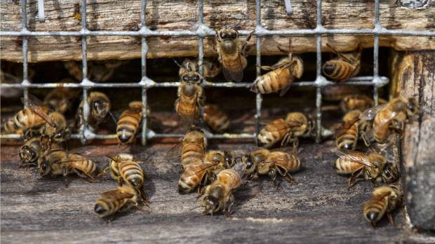 A survey of U.S. beekeepers found that only 21 percent of colonies had died over the winter, the lowest level in more than a decade. Survey finds U.S. honeybee losses improve from horrible to bad