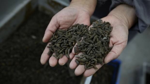 Black soldier fly larvae are seen at a farm in Pengshan, southwestern China, in February. In China, maggots finish plates, and handle food waste
