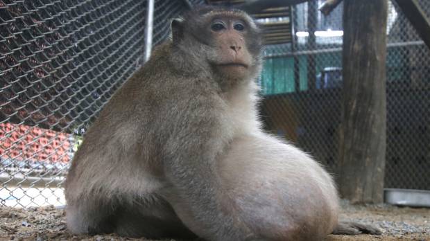 An obese macaque, named “Uncle Fat” who was rescued from a Bangkok suburb, sits in an enclosure at a rehabilitation center in the Thai capital on Friday. 'Chunky monkey' put on special diet after gorging on junk food and soft drinks