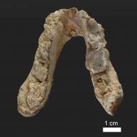 The lower jaw of the 7.175 million-year-old Graecopithecus freybergi (El Graeco) from Pyrgos Vassilissis, Greece, is shown in this handout provided Friday. New find suggests humans split from apes in Europe, not Africa, 2 million years earlier