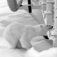 A polar bear and her cub stand next to a causeway bridge leading to an artificial island oil production platform in the Beaufort Sea in Alaska. The animal has long been associated with climate change, but groups are trying to shift focus on to people. Time to ditch the polar bears? Climate change looks for a new image