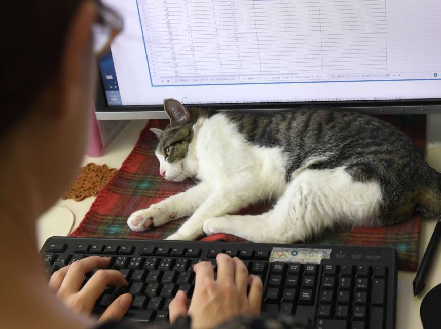To reduce work stress, Japan firms turn to office cats, dogs and goats