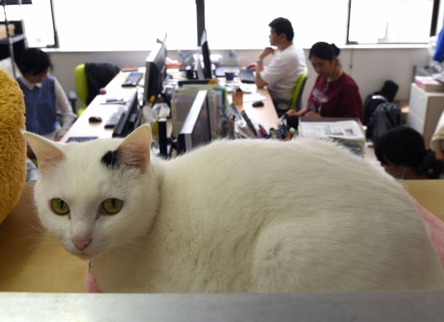 Ferray employee Eri Ito is sold on their office cats