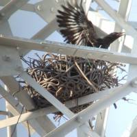 A crow uses an artificial nest in a power transmission tower in Hamamatsu, Shizuoka Prefecture. Chubu Electric uses artificial nests so crows don't build their own on power towers