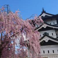 Cherry blossoms in full bloom are seen Monday at Hirosaki Park in Aomori Prefecture with Hirosaki Castle appearing in the background. The city of Hirosaki is soliciting donations to preserve the park, a popular tourism destination, in bitcoins. Aomori city sees bitcoin as way to attract overseas tourists