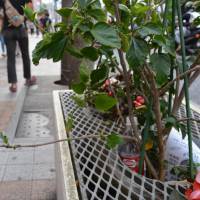A plastic bottle and paper trash are seen in a flower planter on the sidewalk of the main street in Naha, Okinawa Prefecture. Local residents are annoyed by the increase in garbage along with the surge in tourists. Okinawa grapples with mounting garbage, water supply dilemma amid record tourist numbers