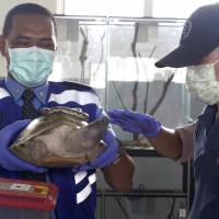 Customs officers show off a pig-nosed turtle at the quarantine facility of Soekarno-Hatta International Airport on the outskirts of Jakarta Tuesday as wildlife-smuggling suspect Katsuhide Naito (right) stands next to it. Naito, said to be a major animal smuggler, allegedly tried to sneak more than 250 reptiles out of the country. Japanese held in Indonesia after 250 reptiles found in his luggage