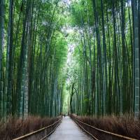 Hither and thither: Much of the material in “Another Kyoto” comes from comments made by Alex Kerr to Kathy Arlyn Sokol during walks around Japan’s ancient capital. 'Another Kyoto': Alex Kerr's roving thoughts on Kyoto as it stands today