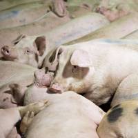 Pigs wallow in a pen at a Smithfield Foods Inc. pork processing facility in Milan, Missouri. U.S. pork industry chief eager for early trade deal with Japan after Trump's TPP withdrawal