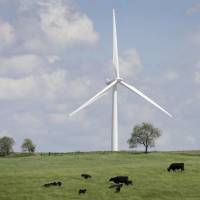 Cattle graze in a pasture near a wind turbine in Adair, Iowa, in 2014. President Trump’s putdown of wind energy at his Iowa rally was denounced Thursday across the state, which has been a national leader in wind generation. Trump's put-down of wind energy during coal mining plug whips up backlash in clean-energy Iowa