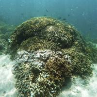 Fish swim over a patch of bleached coral in Hawaii’s Kaneohe Bay off the island of Oahu in October 2015. American scientists announced Monday that a record global coral reef bleaching event has finally ended after three deadly years. Global coral bleaching may be ending, U.S. agency says
