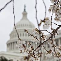 Frozen cherry blossoms hang near the U.S. Capitol in Washington in March. An Associated Press analysis has found that the drawing of lines for hundreds of U.S. and state legislative seats resulted in a large advantage for Republicans in 2016 elections. Analysis finds gerrymandering in 2016 U.S., state legislative races gave GOP huge advantage