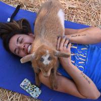 A goat traipses over a yoga student in Thousand Oaks, California, on June 4. Yoga with goats? Fans line up as new fitness craze sweeps U.S.