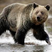 A grizzly bear roams through the Hayden Valley in Yellowstone National Park in Wyoming in 2014. Yellowstone grizzly bears deemed no longer threatened so U.S. to lift protections